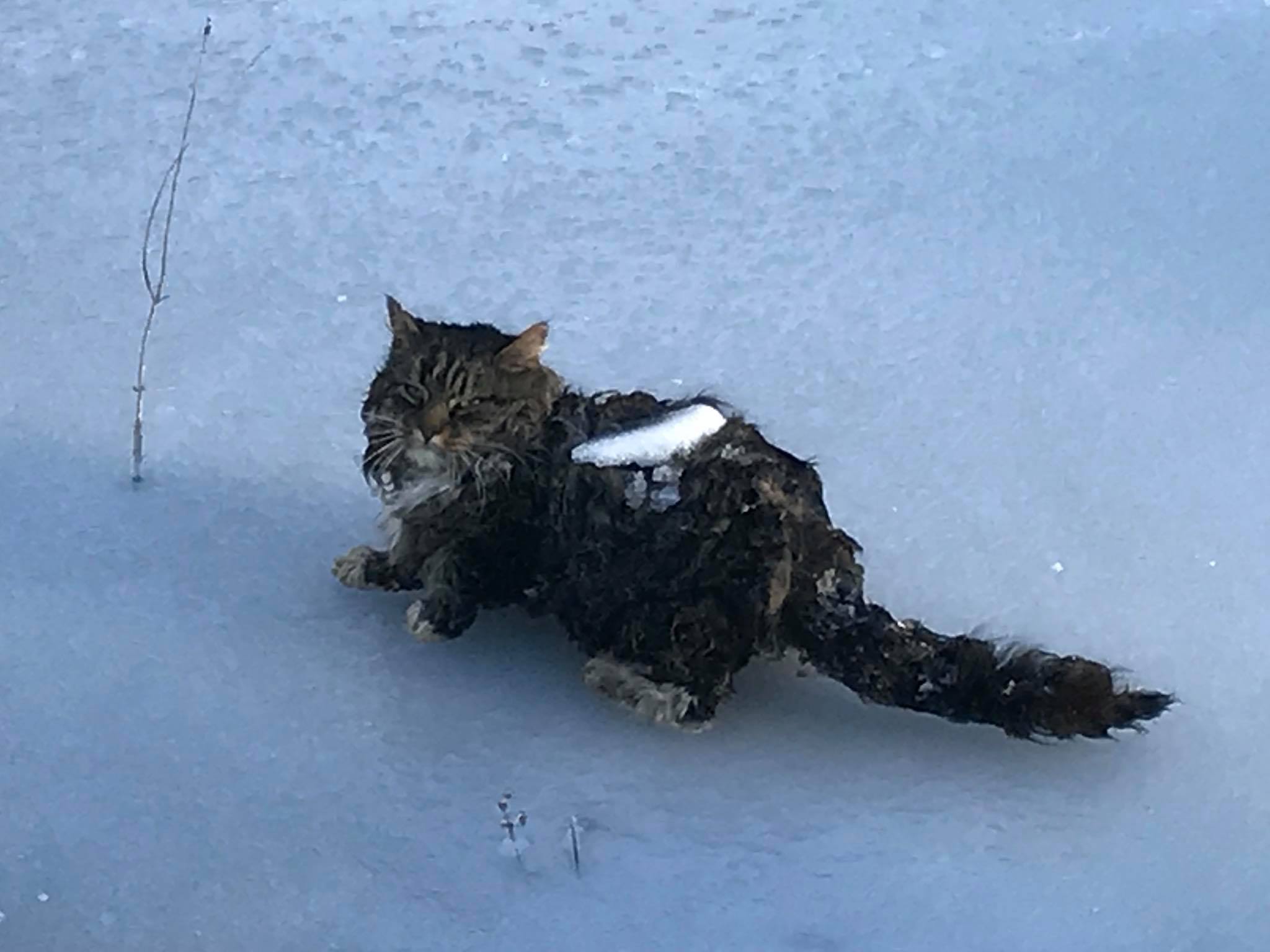 Rescatan a gato congelado en EE.UU.