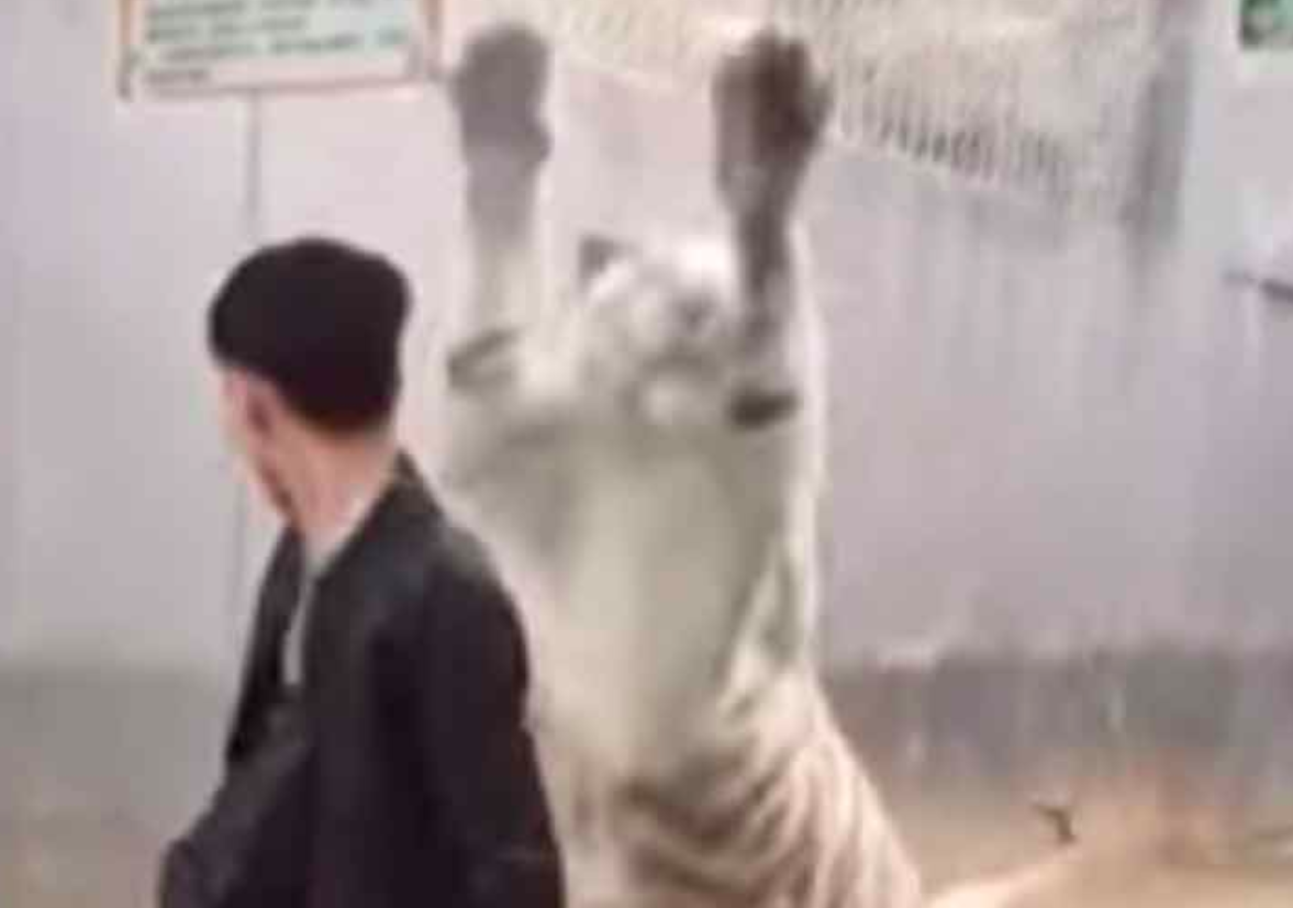 #VIDEO Tigre “ataca” a visitante de zoológico