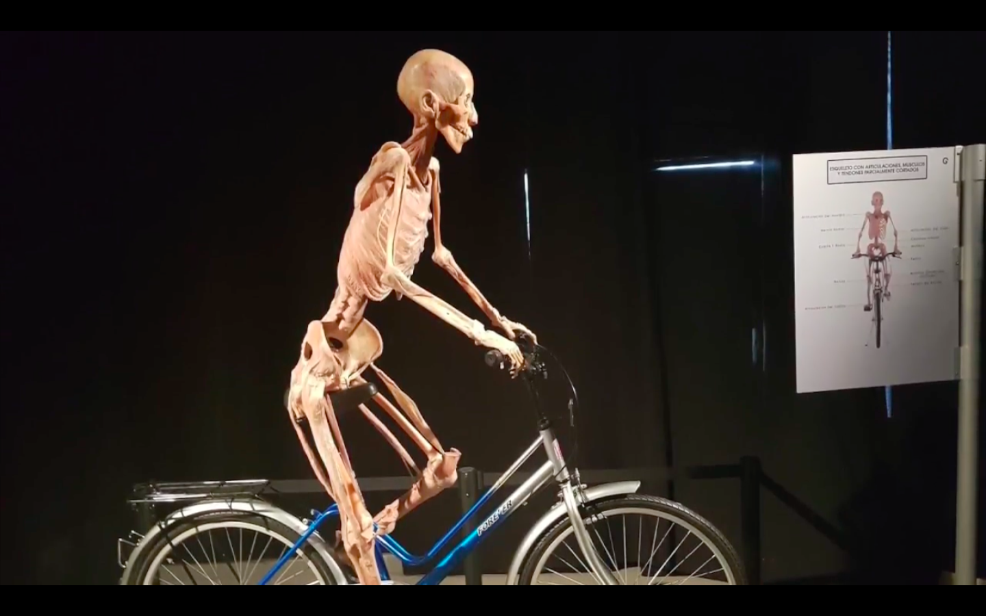 Exposición ‘Our body. El universo dentro’ en el Parque Naucalli Exposición ‘Our body. El universo dentro’ en el Parque Naucalli