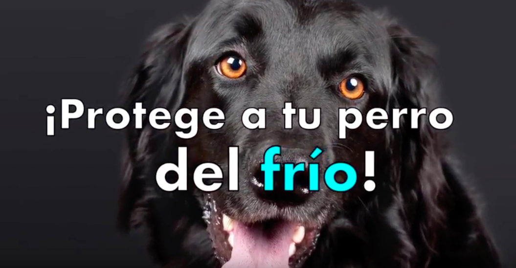 Cuida a tu perro del frío Cuida a tu perro del frío
