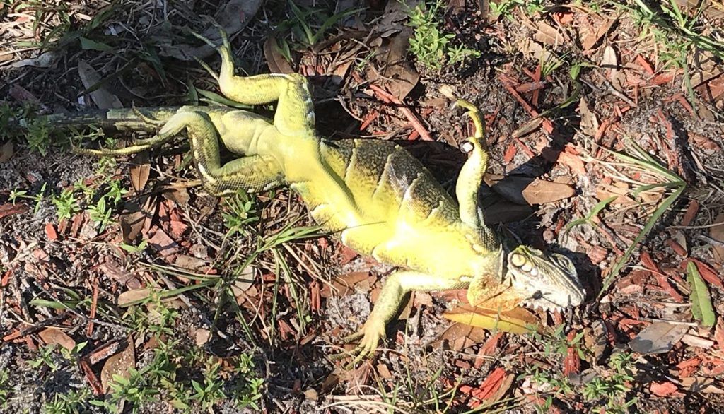 Alertan por posible caída de iguanas congeladas en Florida - Iguanas-Florida-congeladas-2-e1515114334979-1024x586