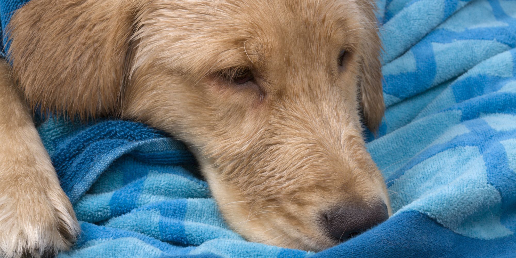 Detectan aumento de gripe canina en Estados Unidos