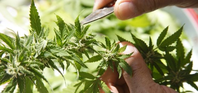 Chertorivski propone cultivo privado y consumo individual de mariguana