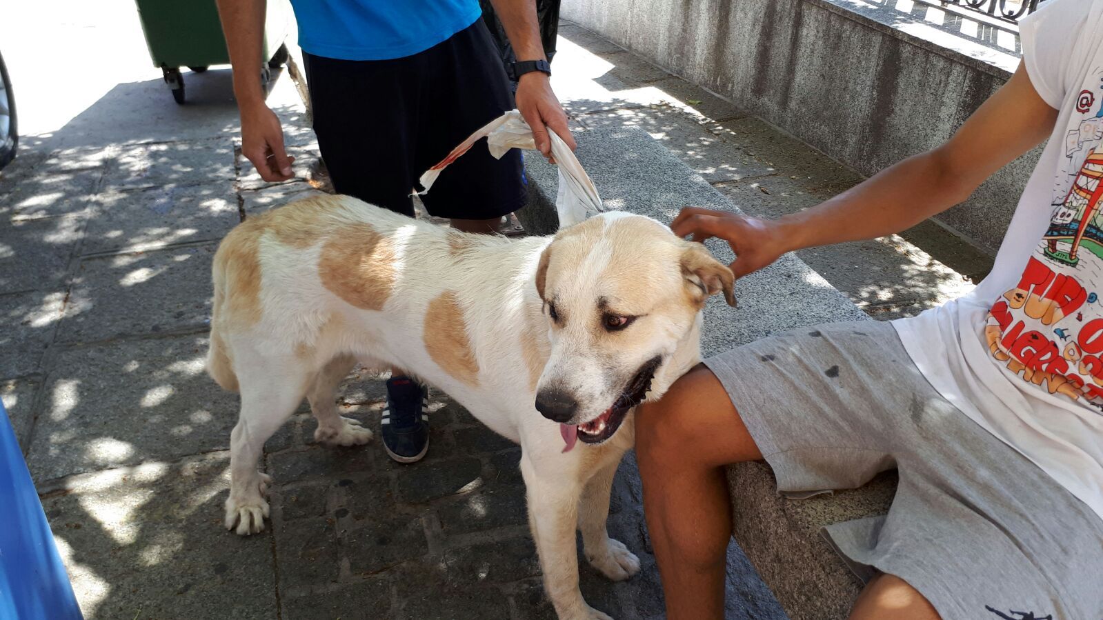 Las colonias de la CDMX con mayor robo y secuestro de mascotas