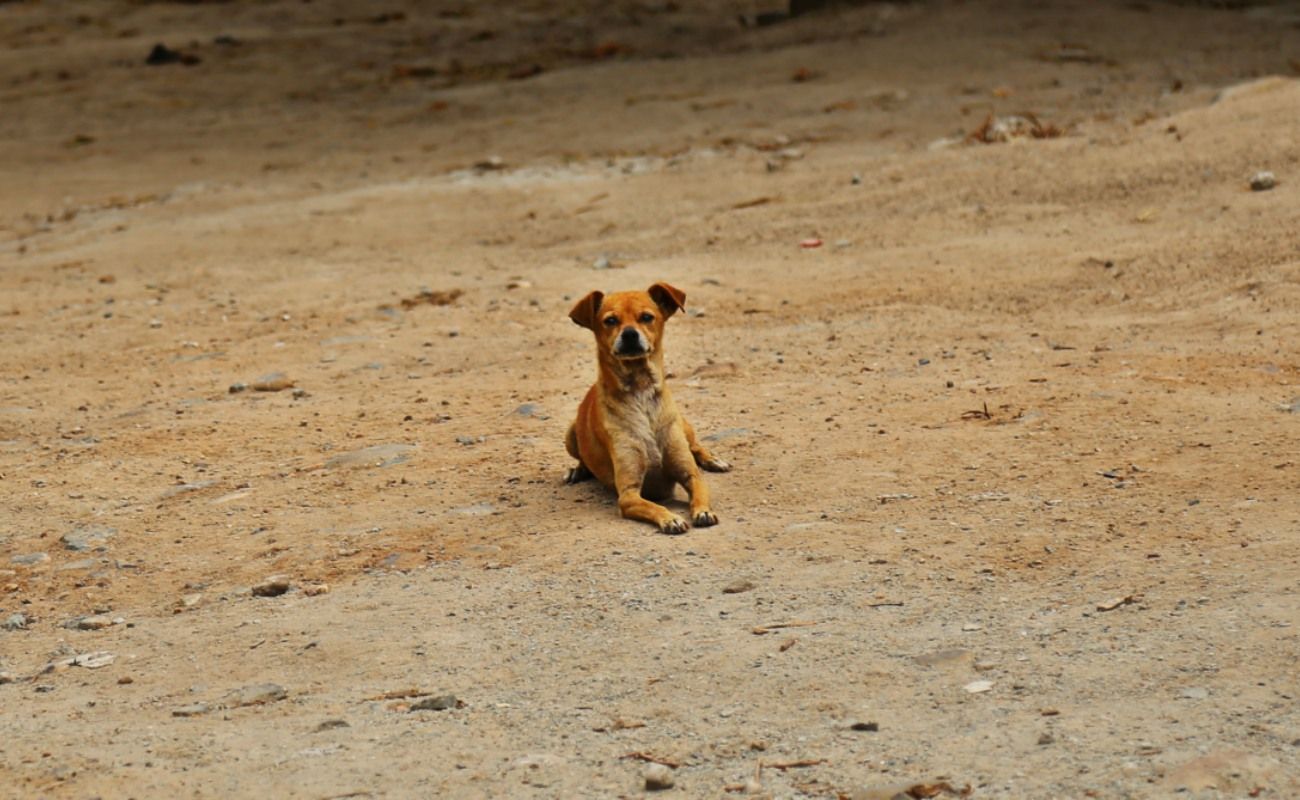 Aumenta el envenenamiento de perros y el robo a viviendas en Puebla - Perros-Callejeros2
