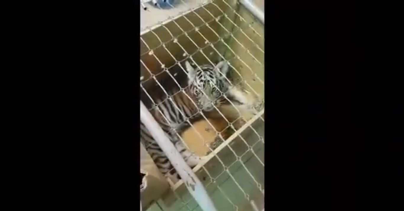 Aseguran un cachorro tigre en aeropuerto de Oaxaca