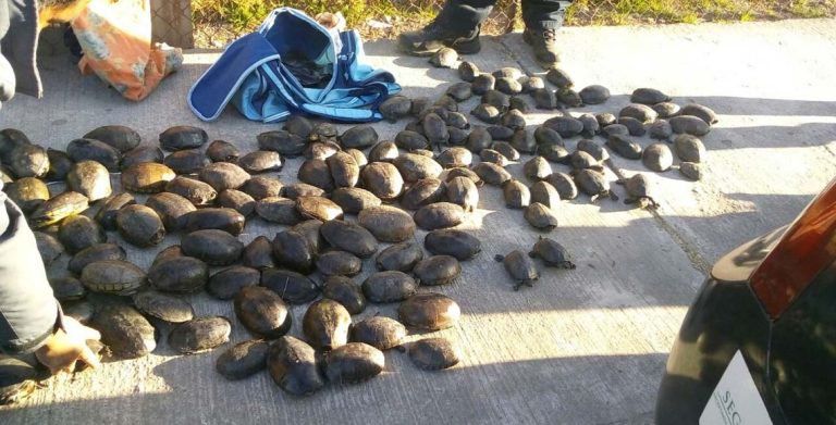 Detienen a dos personas por transportar fauna silvestre en maleta