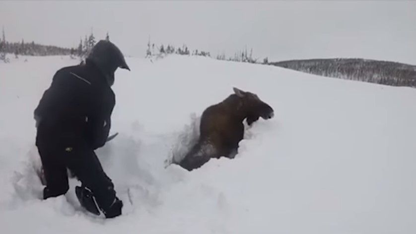 #Video Rescatan a alce enterrado por la nieve en Canadá