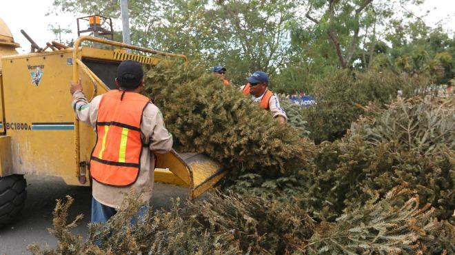 Recogen tres mil 672 árboles navideños de calles de la Ciudad de México