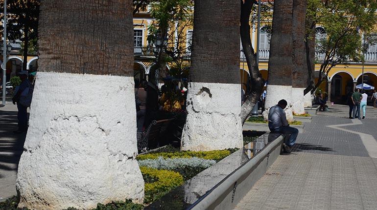 ¿Por qué pintan de blanco los troncos de los árboles?