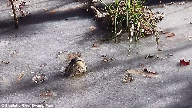 Así sobreviven caimanes en pantano congelado en EE.UU.