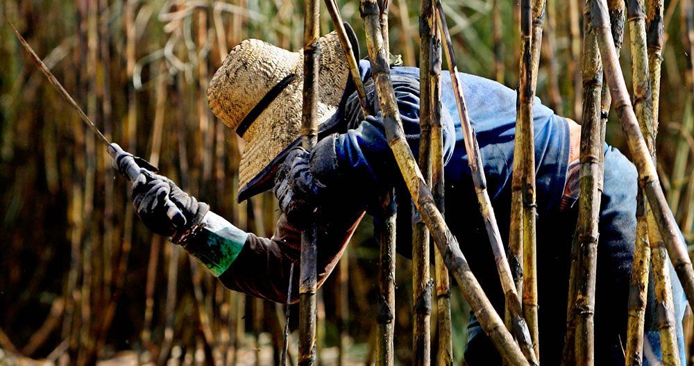 Industria cañera perderá 543 mdp por pacto con EE.UU.