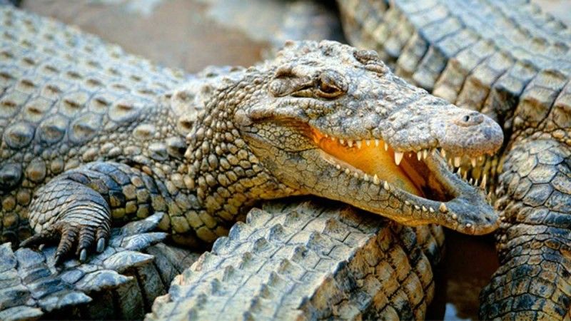 Continúa búsqueda de niño arrastrado por cocodrilo en Oaxaca