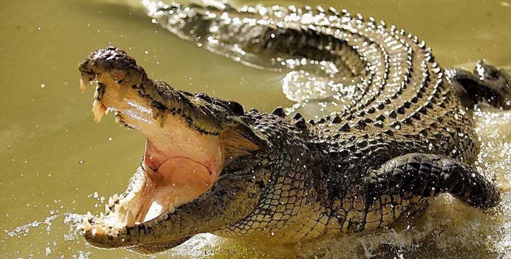 Protección Civil de Oaxaca busca a menor atacado por cocodrilo