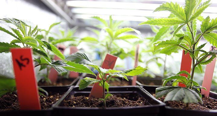 Canadá tendrá la empresa de mariguana más grande del mundo