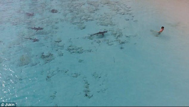 #Video Niño se salva de ser atacado por tiburones