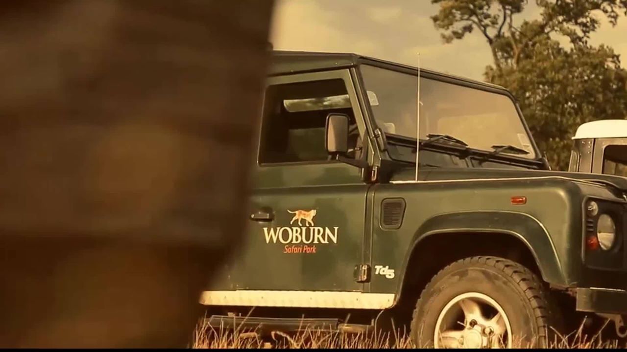 Mueren 13 monos en incendio de safari en Inglaterra