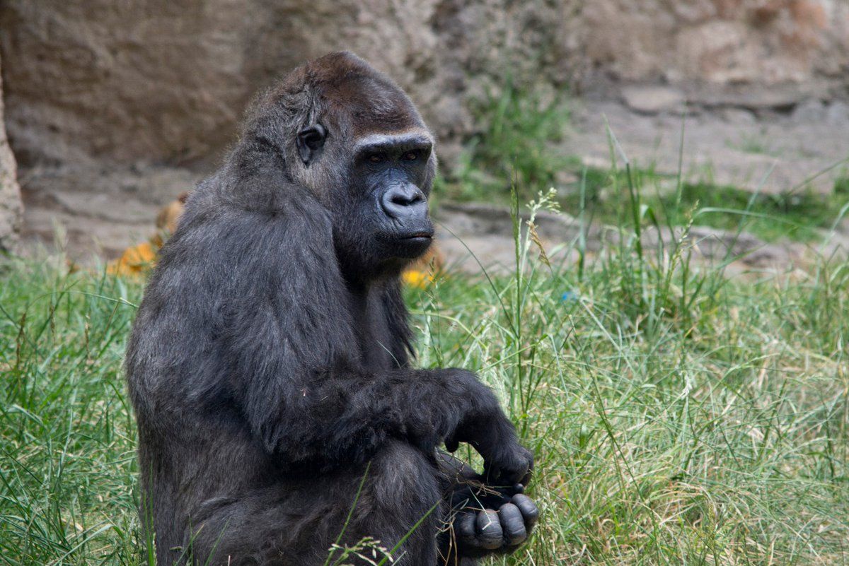 Muere ejemplar de gorila en Parque Ecológico Zacango