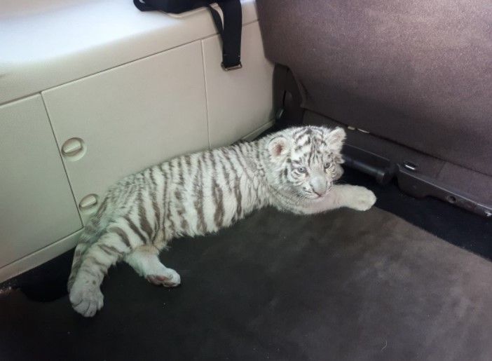 Encuentran a sujeto con cachorro tigre de bengala y es detenido