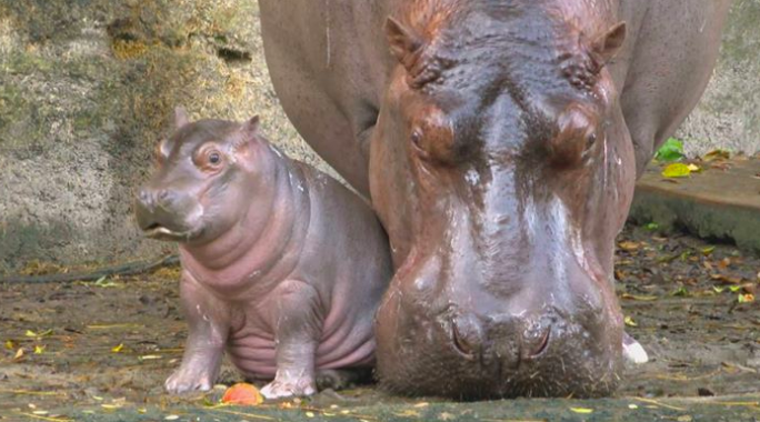 Nace bebé hipopótamo en parque de Disney