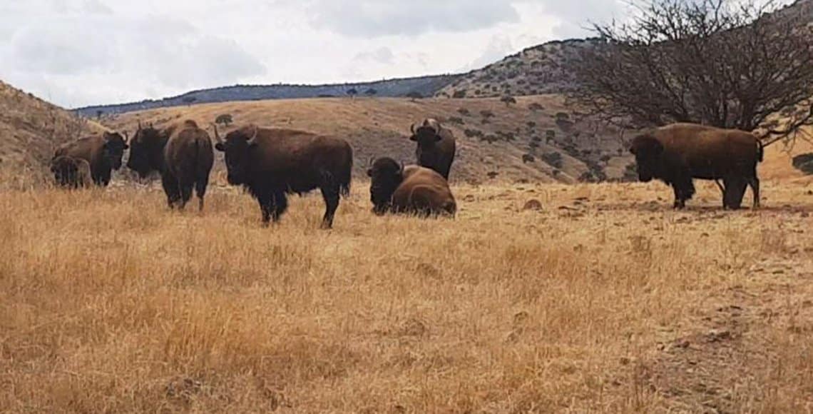 Incautan cuatro ranchos más a César Duarte