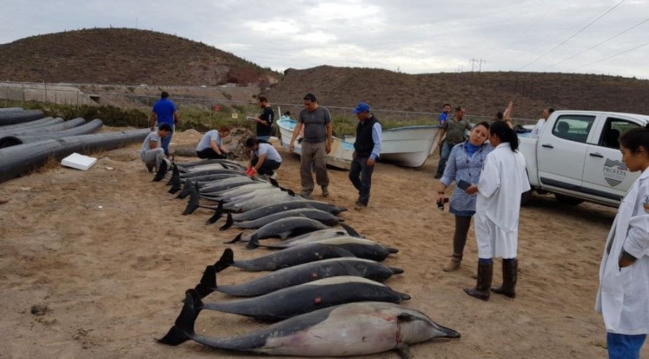 Varan 54 delfines en playas de Baja California Sur