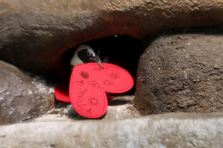 Pingüinos en acuario de San Francisco celebrarán el Día de San Valentín