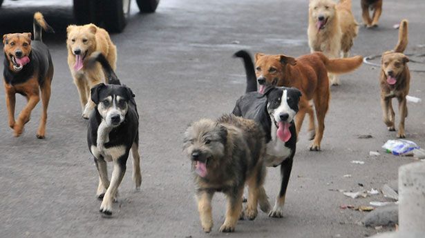 Alertan por envenenamiento de animales en Mexicali