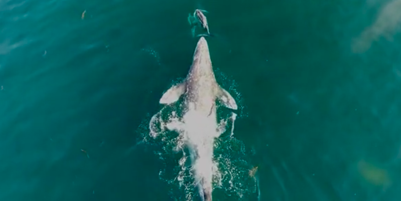 #Video Dron capta a ballena jugando con delfines en California