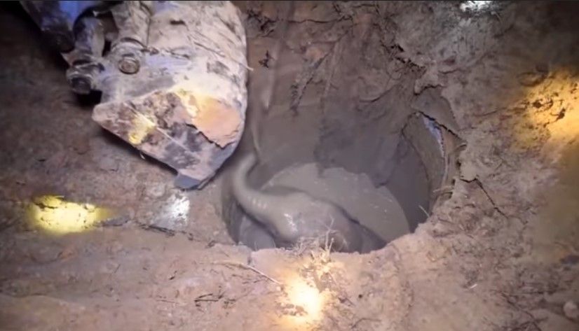 #Video Rescatan a elefante bebé tras caer a pozo