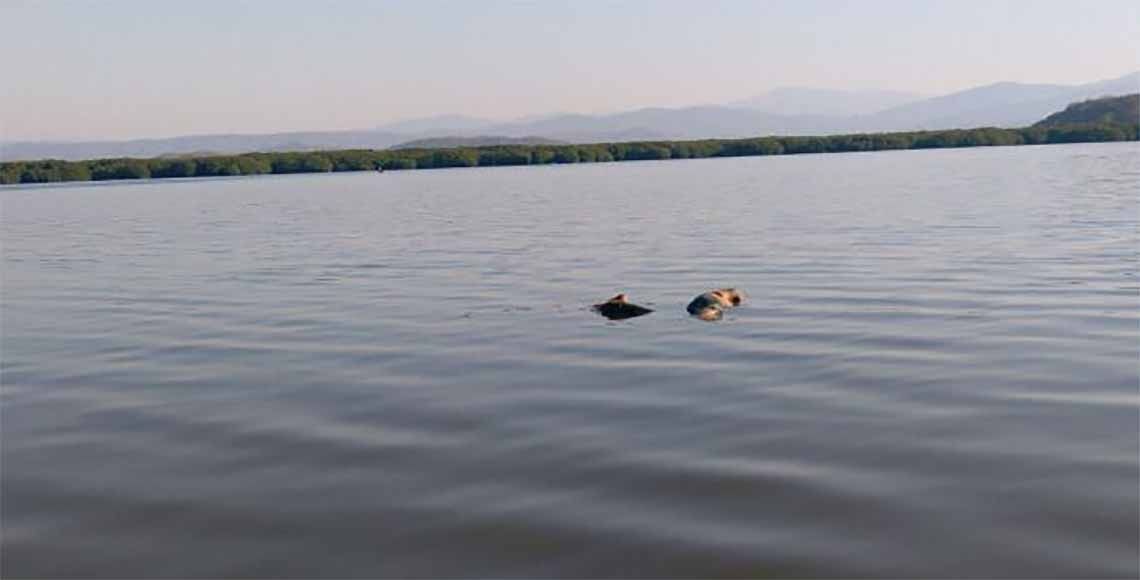 Hallan dos cuerpos en laguna de Oaxaca