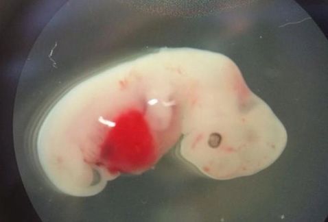 Desarrollan primeros embriones híbridos de humanos y ovejas