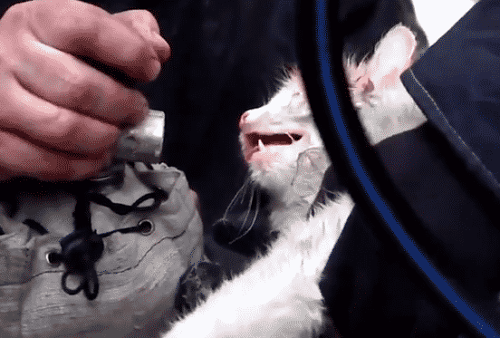#VIDEO Reaniman a gato que quedó atrapado en incendio