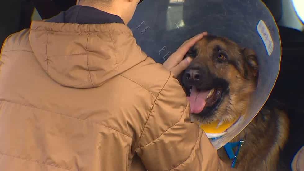 Perro recibe cuatro disparos por defender a su amo de asaltantes