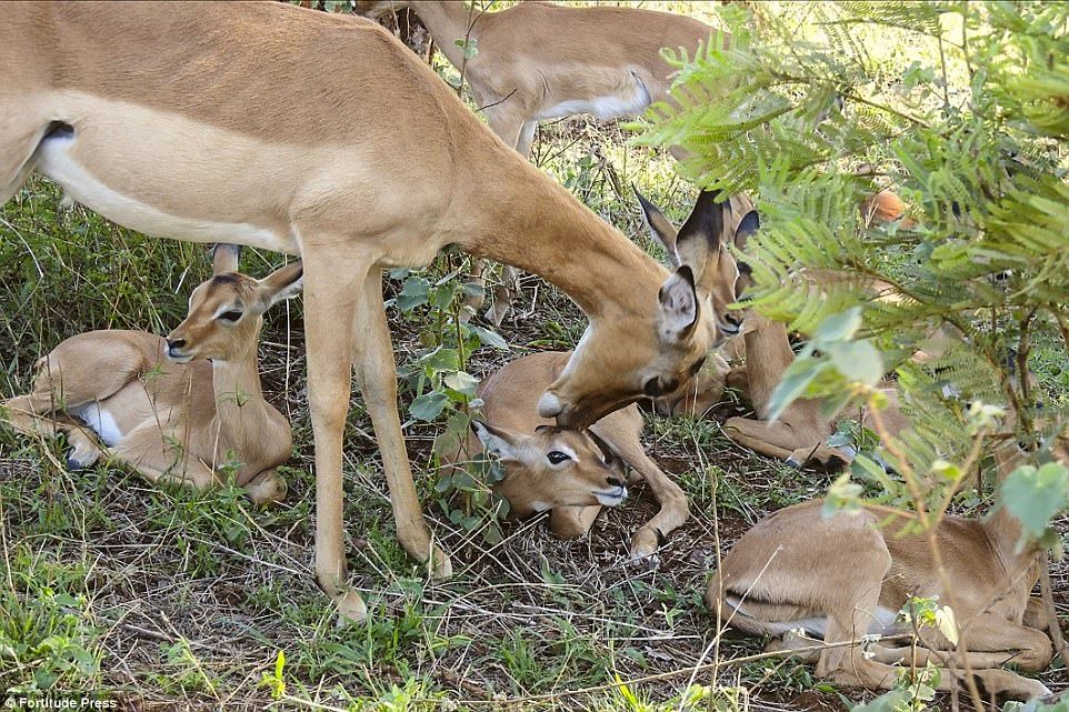 #RetoViral Adivina cuántos impalas hay en la foto