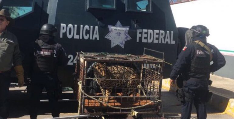 Abandonan a jaguar enjaulado en Chihuahua