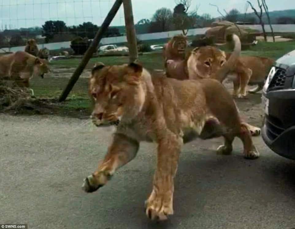 #VIDEO leones atacan a visitantes de safari