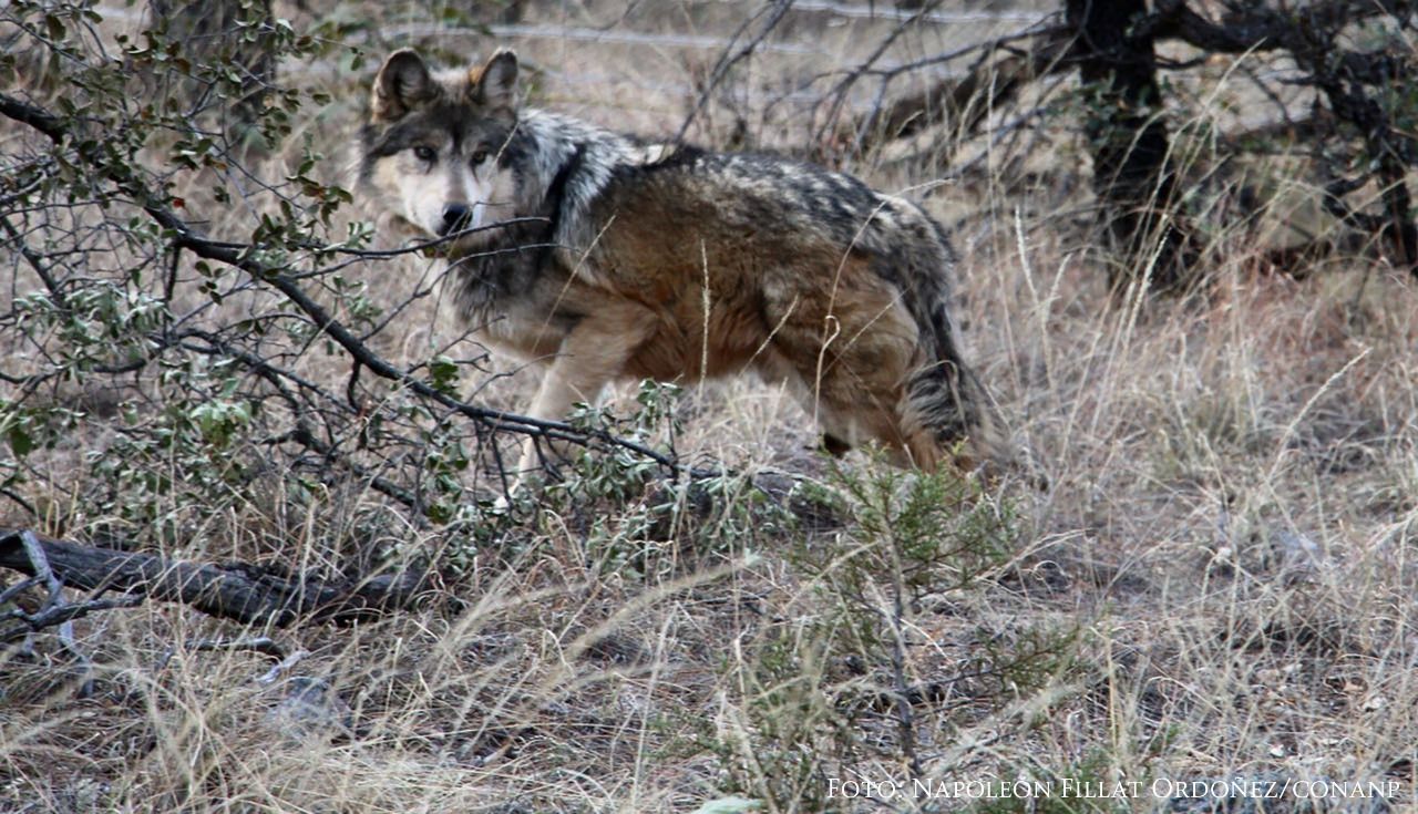 #VIDEO Liberan a manada de lobo mexicano