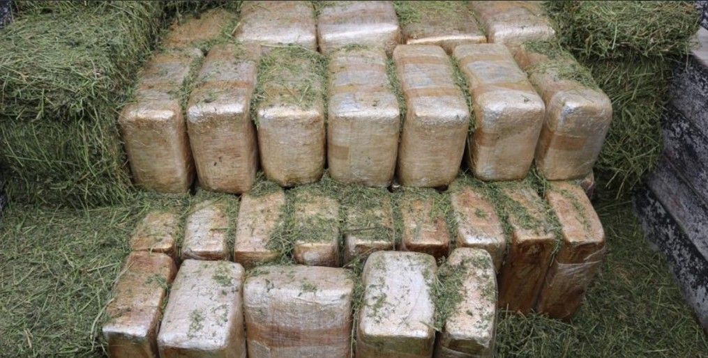 Policía Federal asegura 693 kilos de mariguana en Campeche