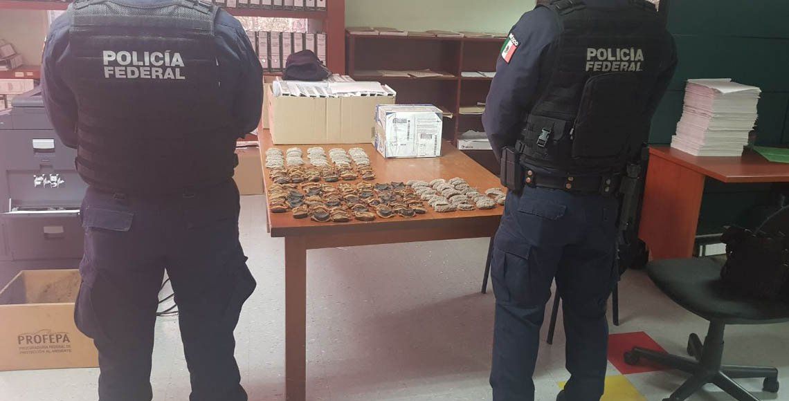 Policía Federal asegura especies marinas en empresa de paquetería