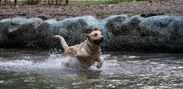 Secuestro de perros, otra manera de extorsión