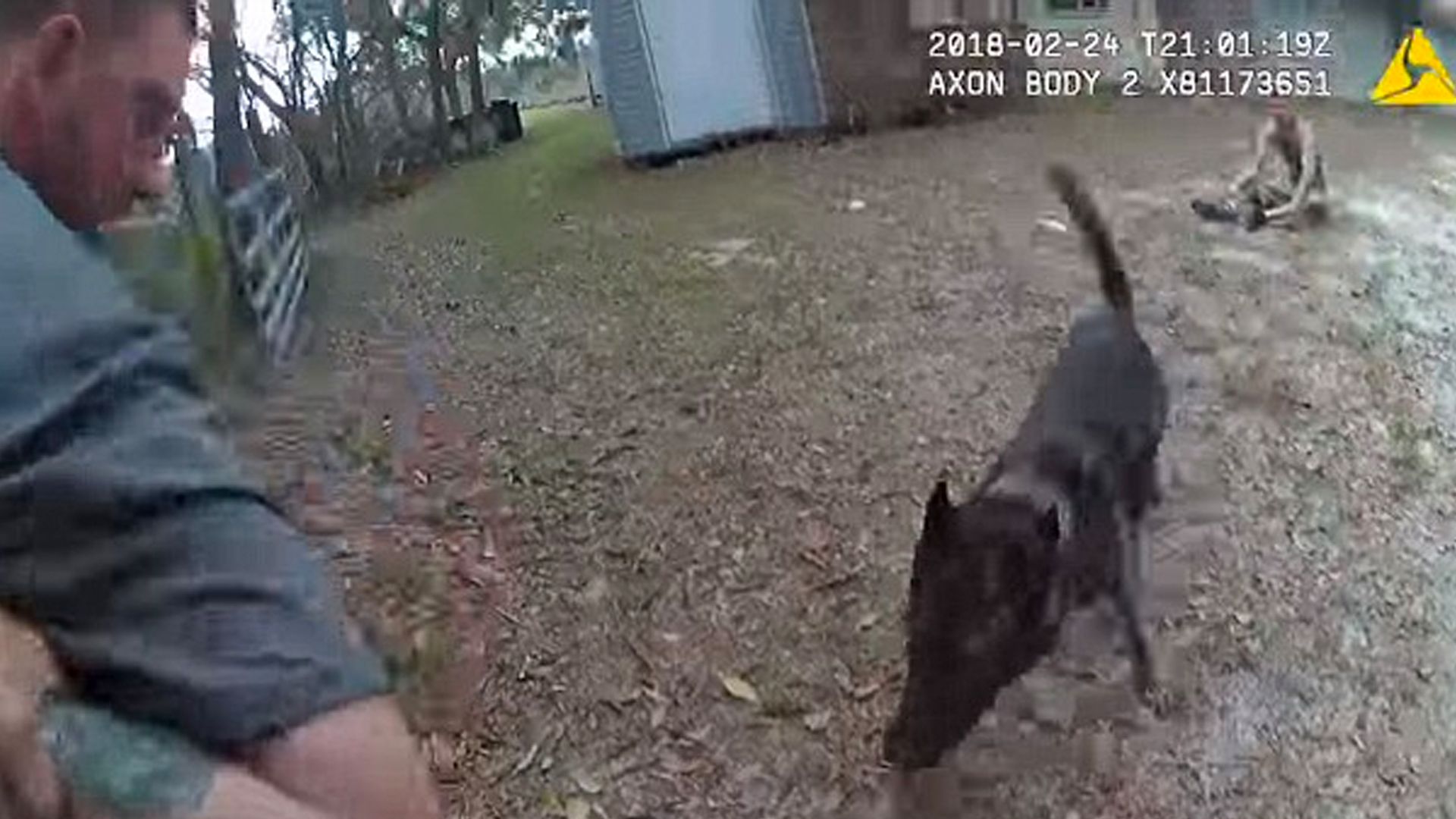 #Video Perro policía captura a delincuente tras persecución