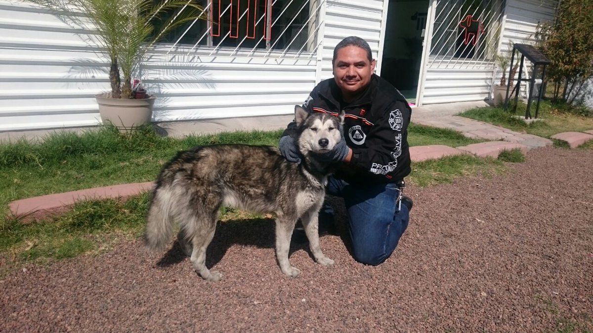 Recuperan a perro en estación del Metro Impulsora