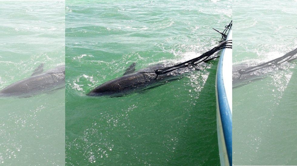 Profepa rescata dos falsas orcas en Yucatán