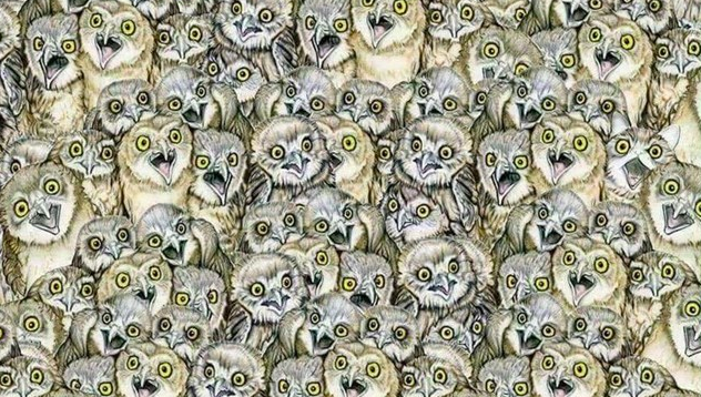 #RetoViral Encuentre el gato entre los búhos