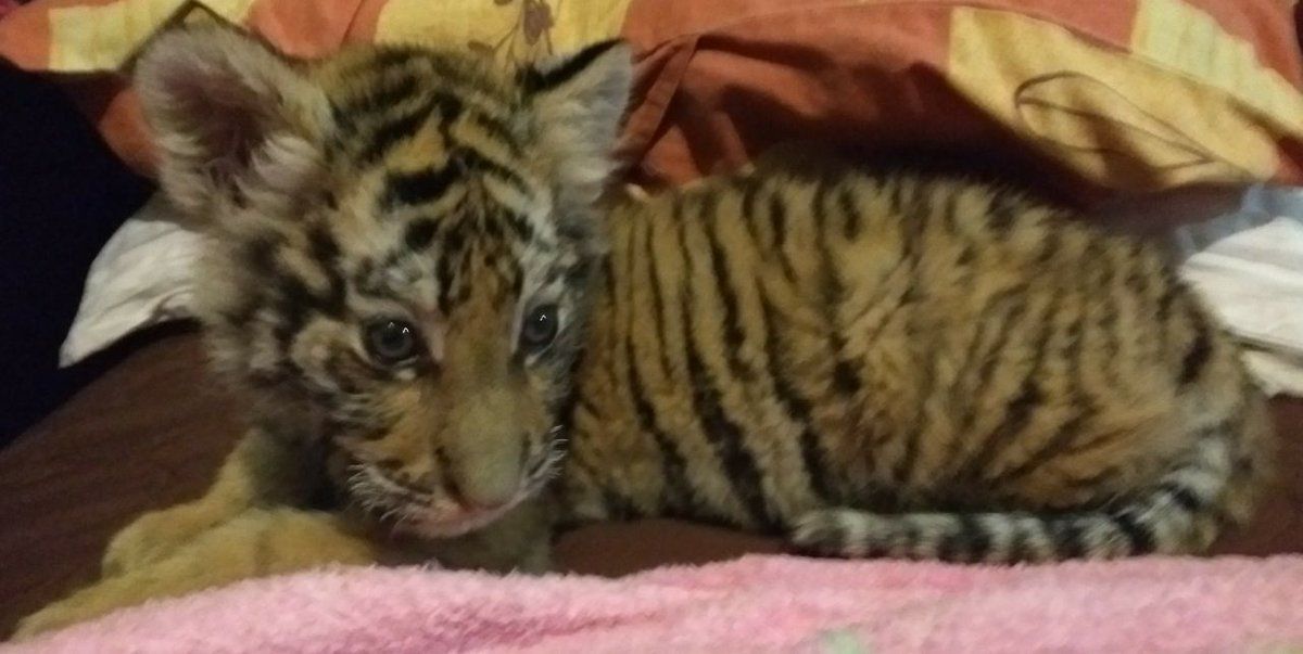 Rescatan cachorra de tigre en domicilio de Tepic