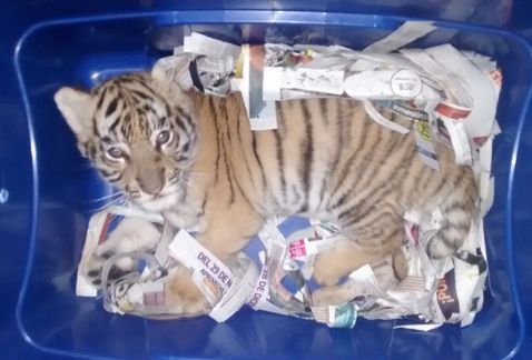 Encuentran a cachorro tigre de bengala en paquetería de Jalisco
