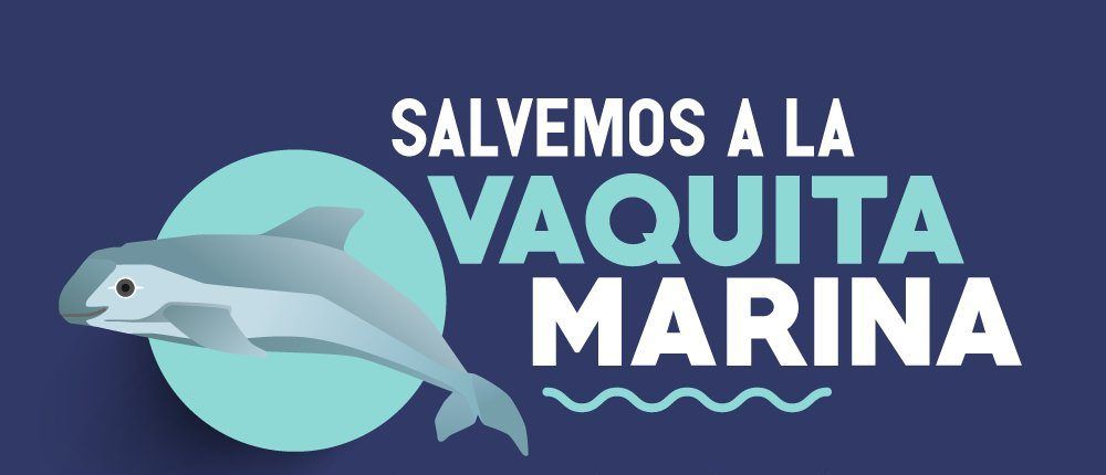 Anuncian refuerzo a estrategia para rescatar a la vaquita marina