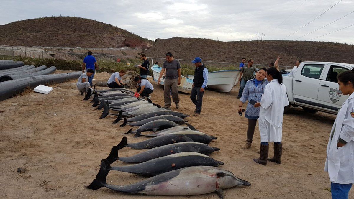 Investigan muerte de delfines varados en La Paz