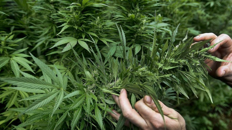 Juan Ramón de la Fuente propone regular el uso de la mariguana